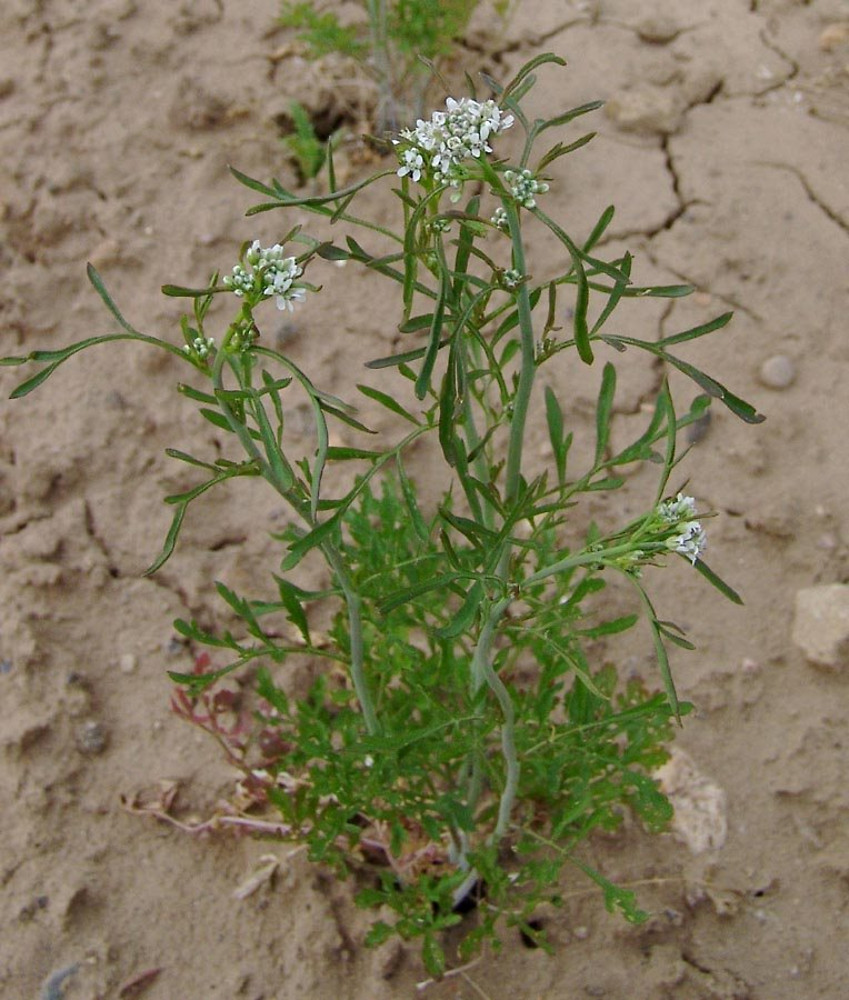 Garden cress