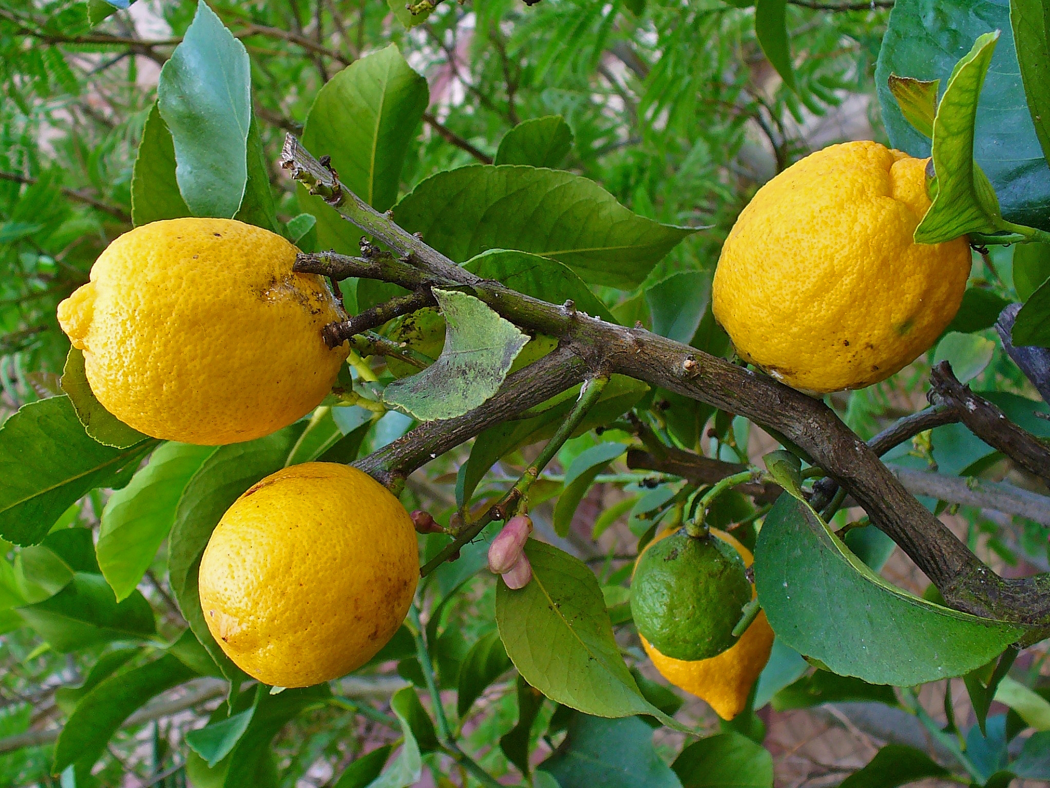 Citron