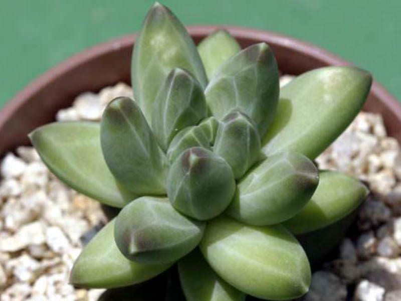 How to care for Little jewel - Complete Plant Care Guide | PlantSnap -  Plantsnap - Identify Plants, Trees, Mushrooms With An App