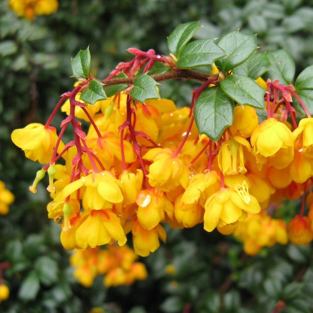 Darwin's barberry