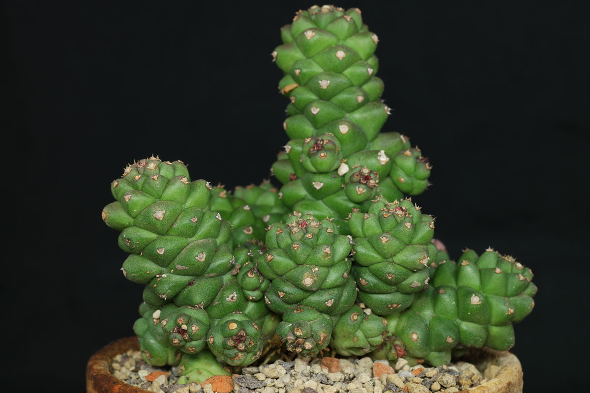 Candelabra spurge