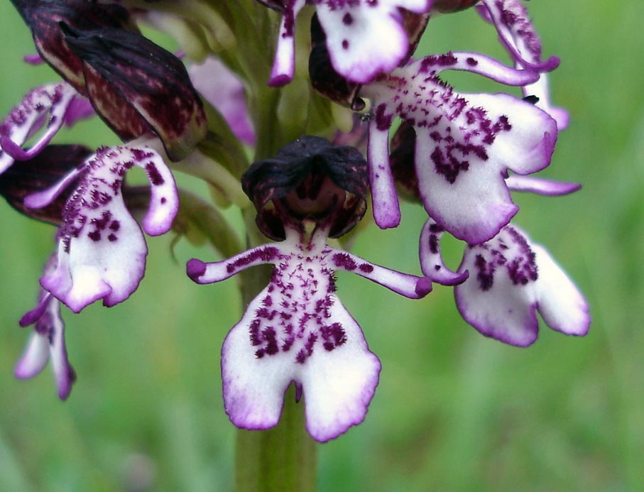 Lady orchid