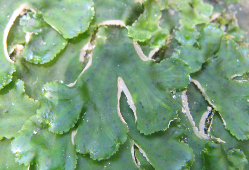 Japanese liverwort