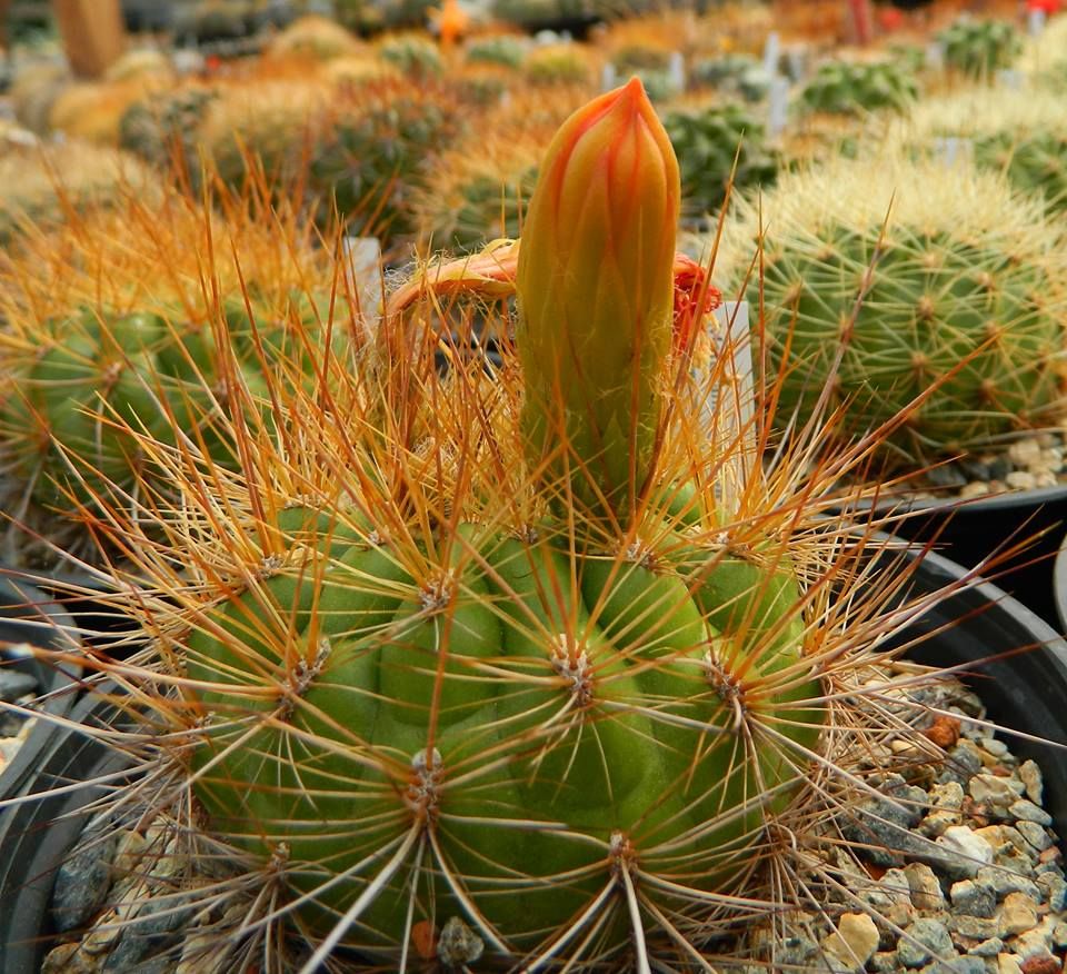 Orange matucana