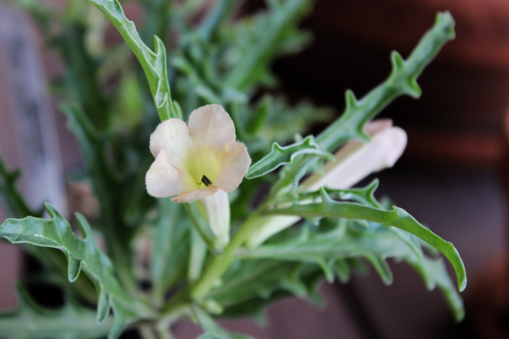 How to care for Monkey's tail - Complete Plant Care Guide | PlantSnap ...