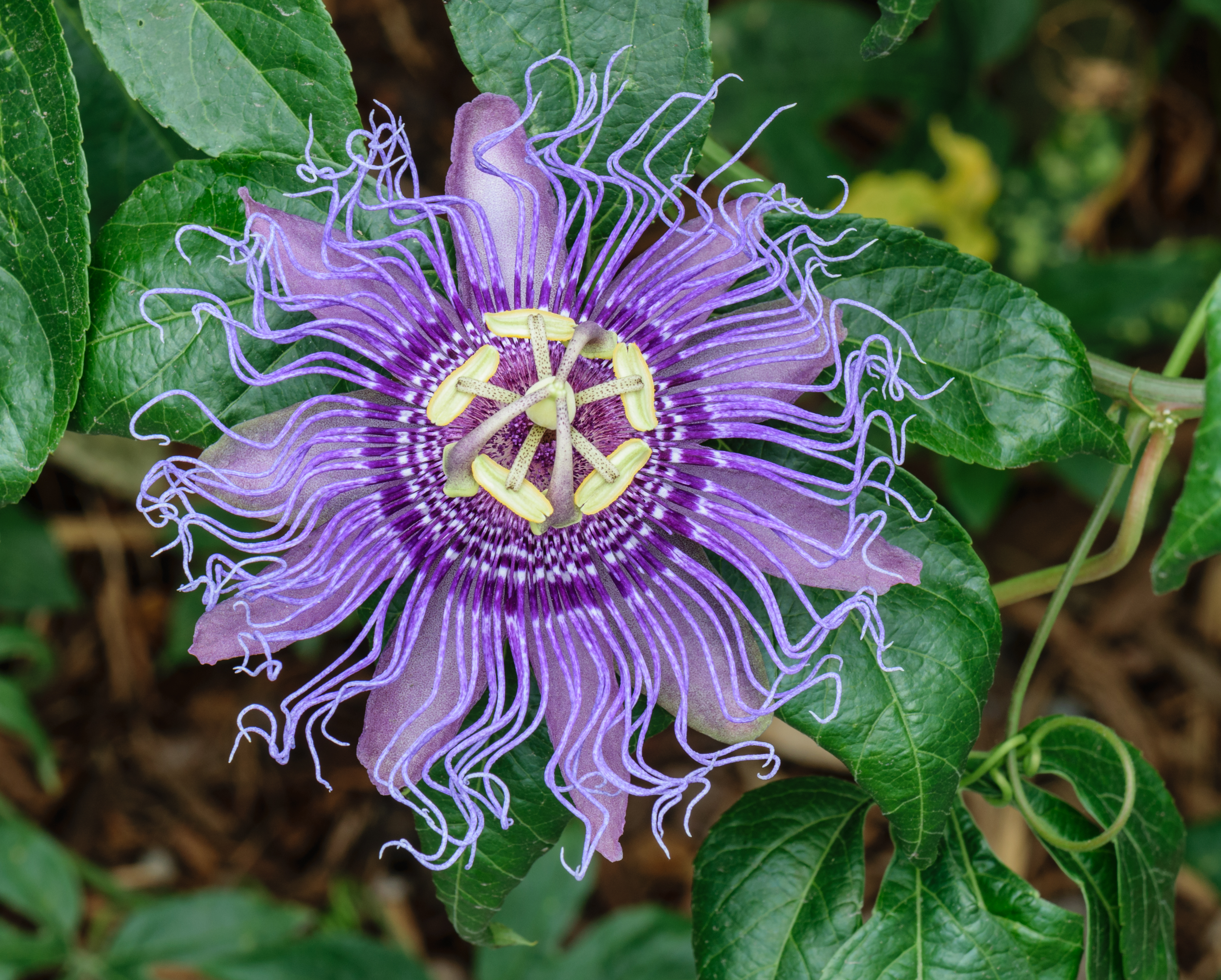Maypop