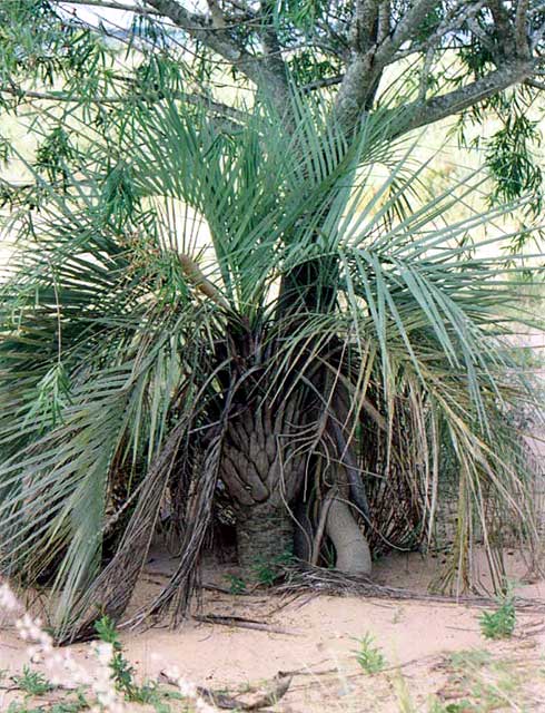 Yatay palm