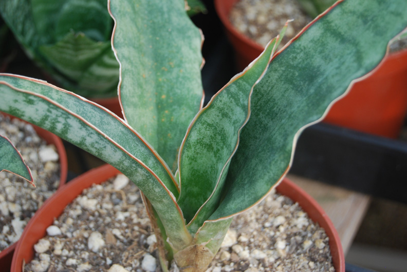 sansevieria trifasciata care Black GOLD SUPERBA SNAKE PLANT 6in main image 1