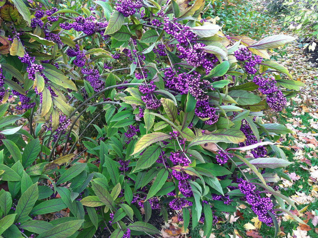 Kwangtung beautyberry