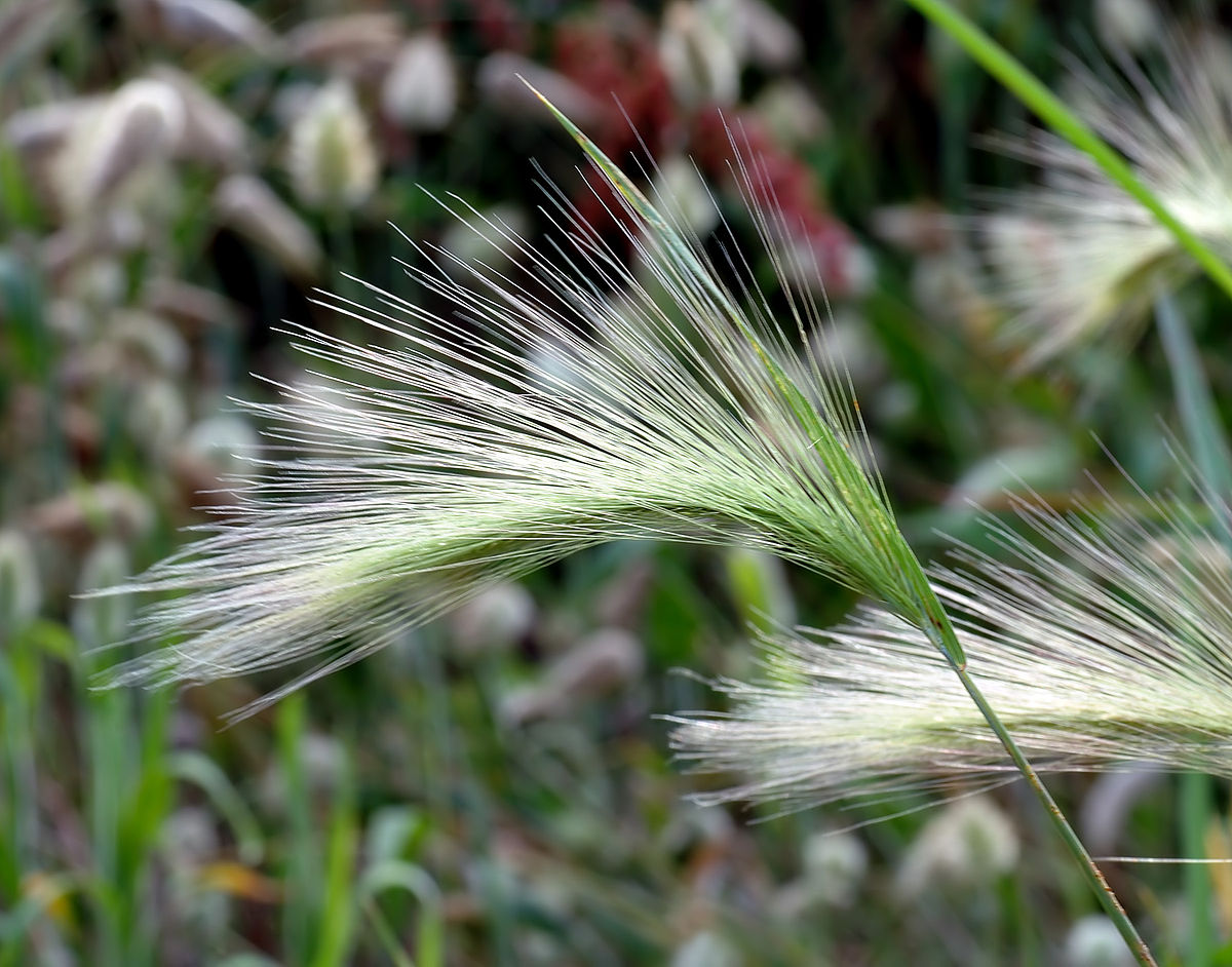 Foxtail barley