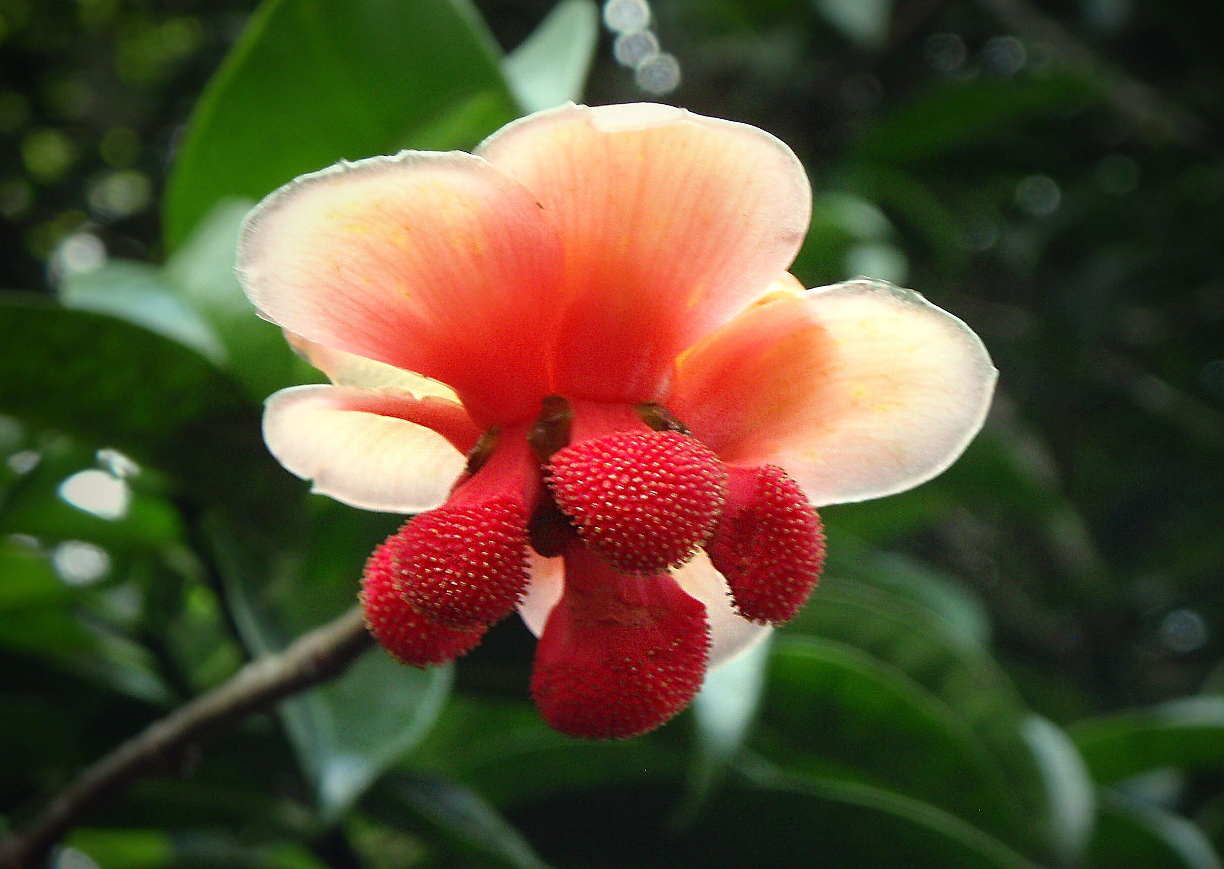 Tallow tree