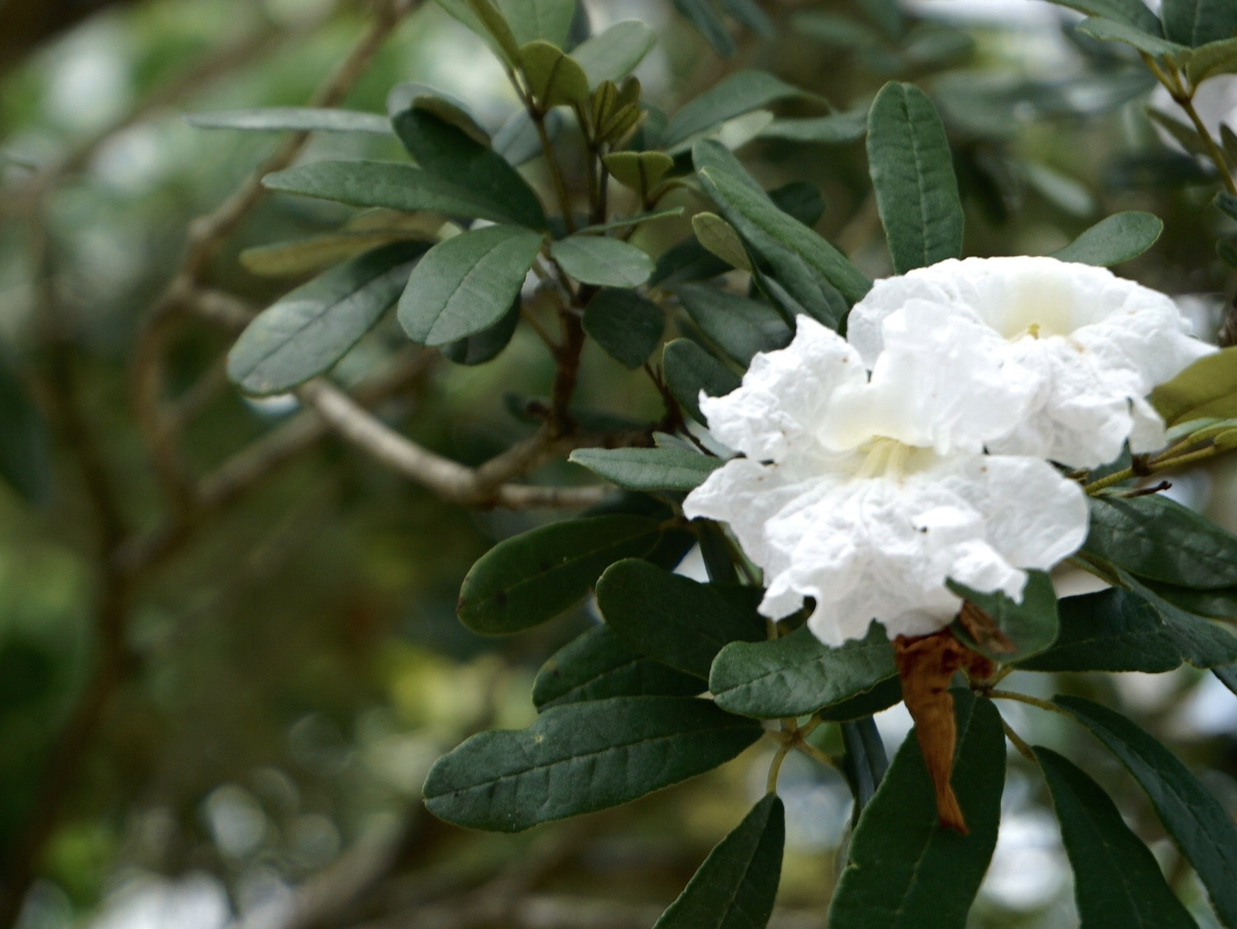 Bahama trumpet tree