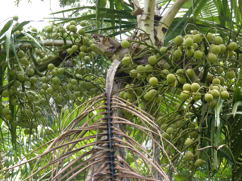 Long-squama palm