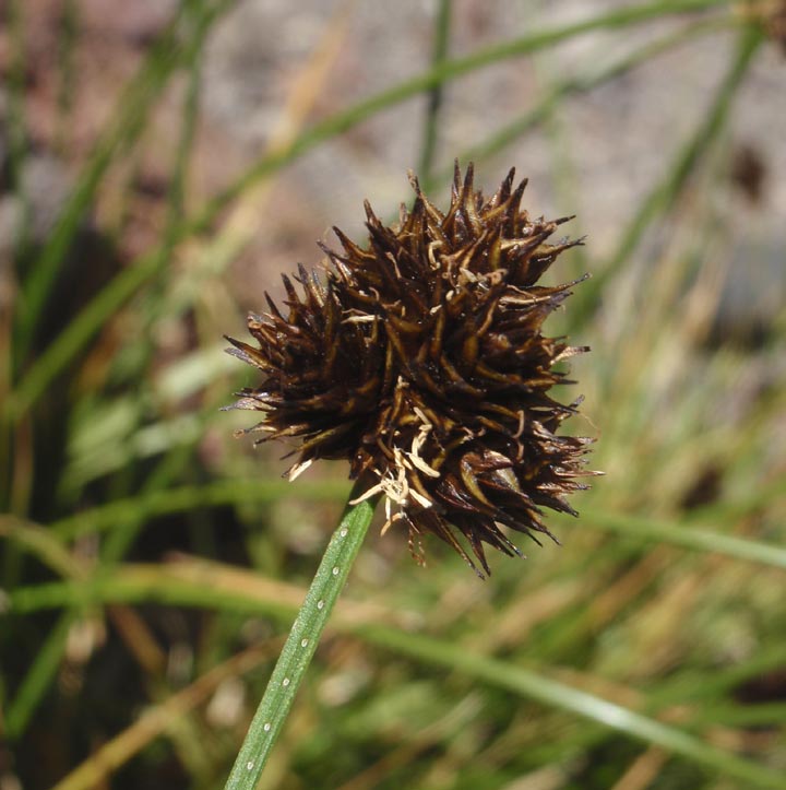 Hayden's sedge