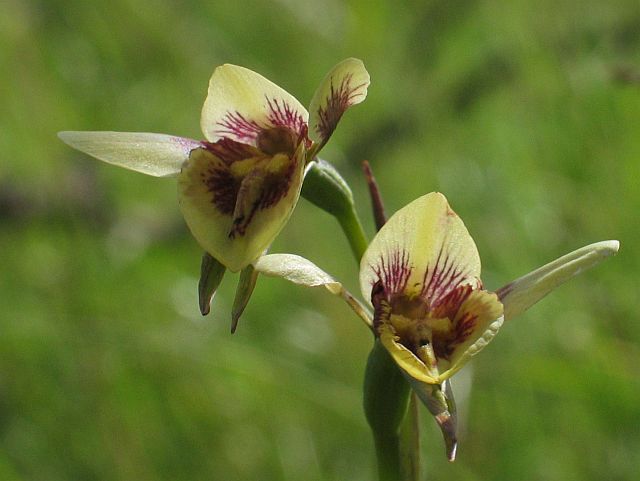 Yellow monkey orchid