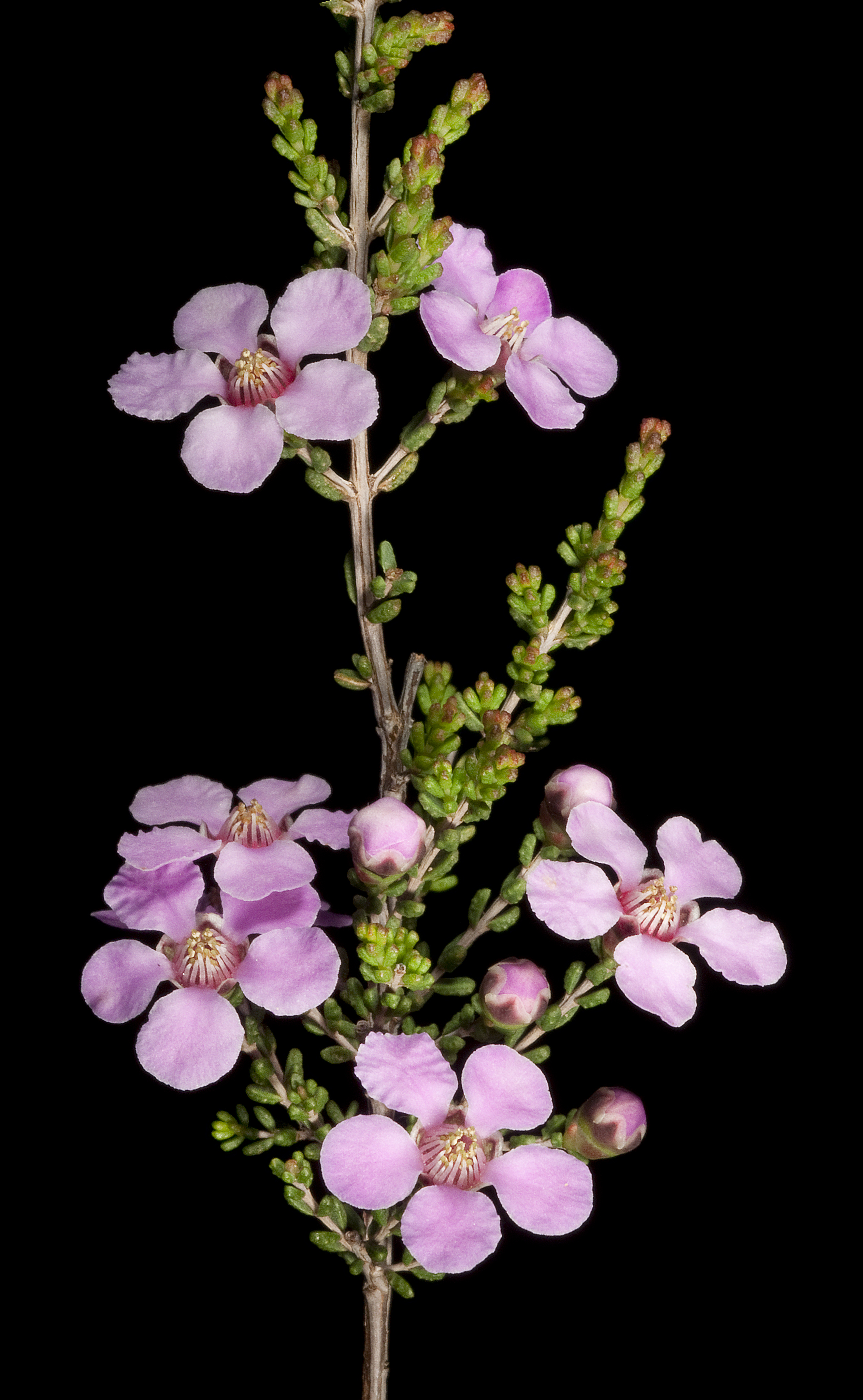 Broom honey-myrtle