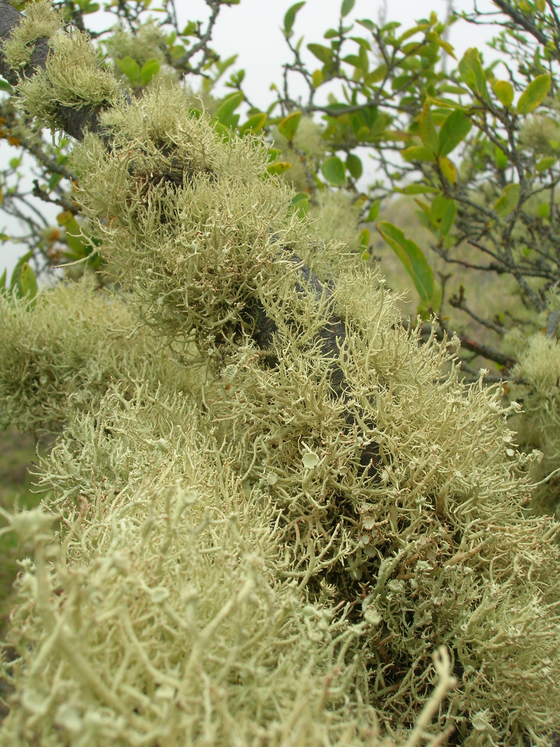 Mountain wikstroemia