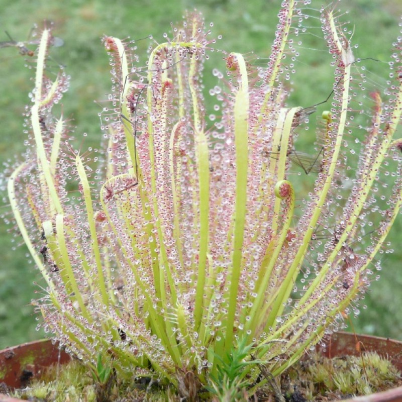 Sundew hybrid