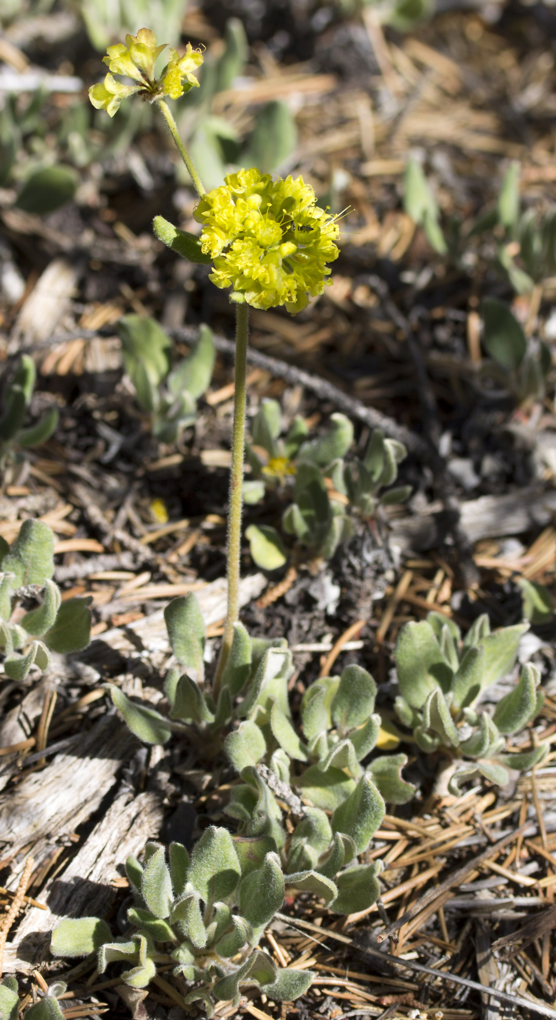 Kane county wild buckwheat