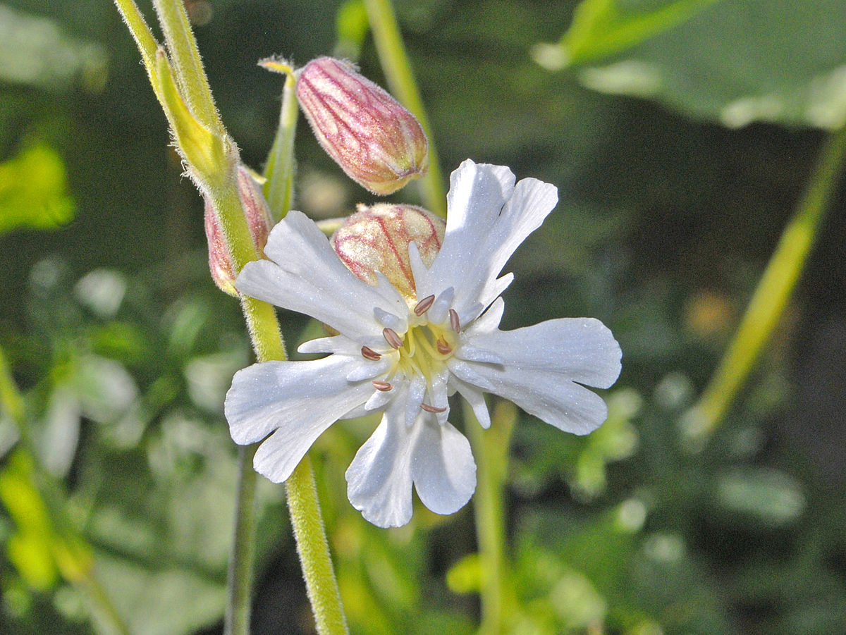 Caucasian campion