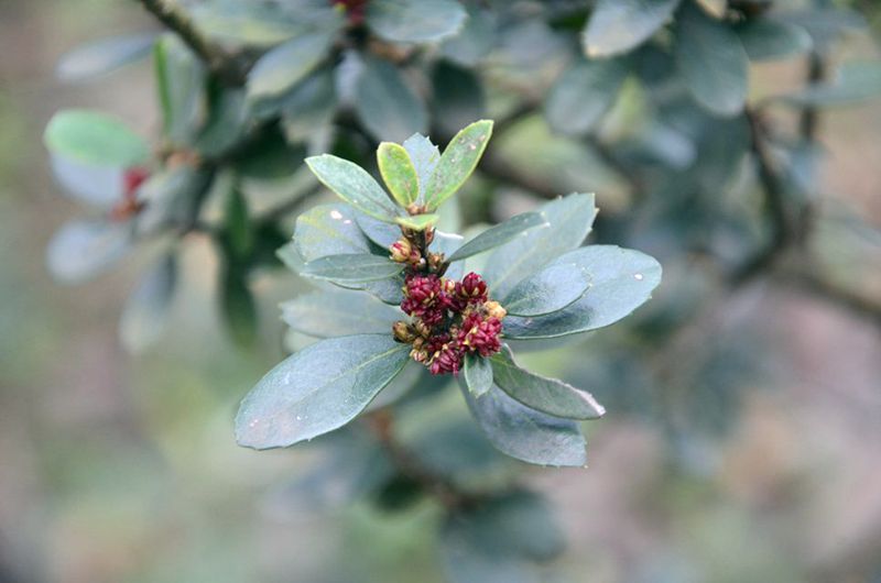 Chinese witch hazel
