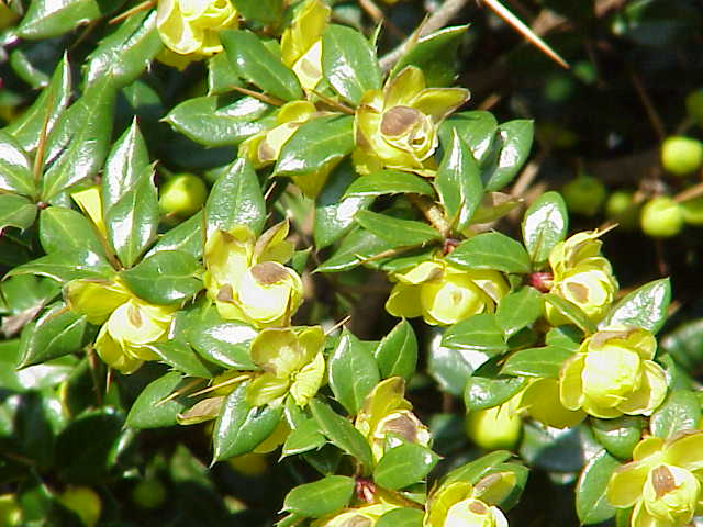Warty barberry
