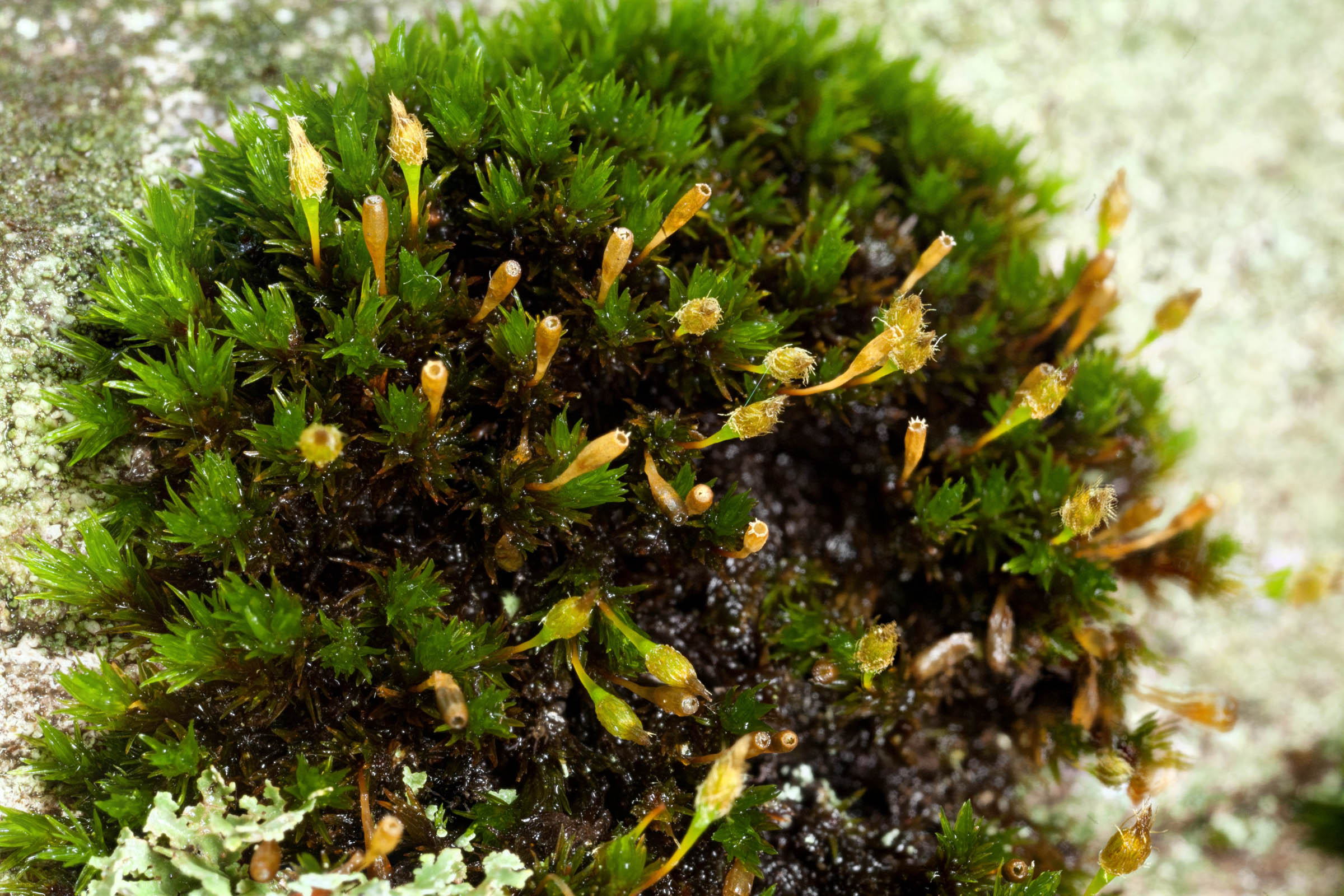 Hutchins' pincushion