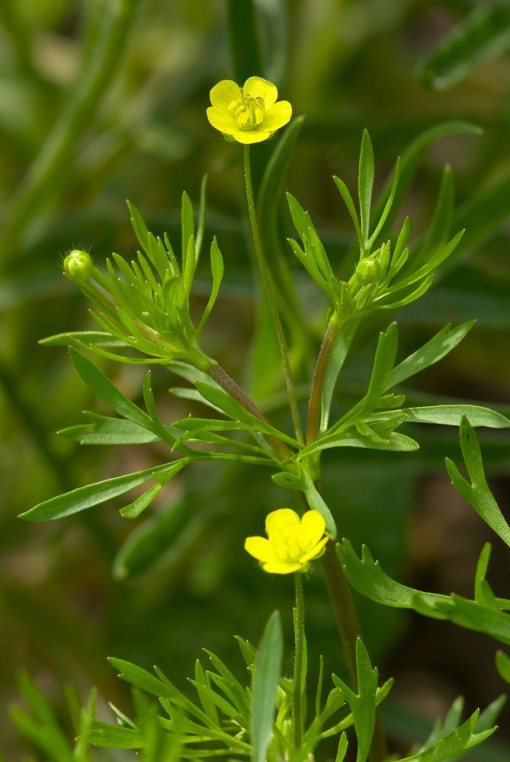 Corn buttercup