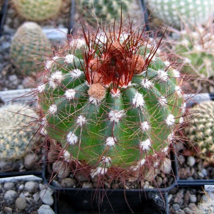 Parodia