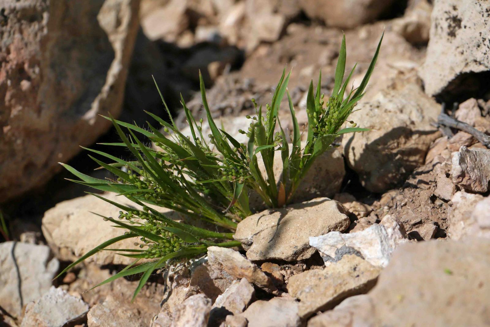 Mohave panicgrass