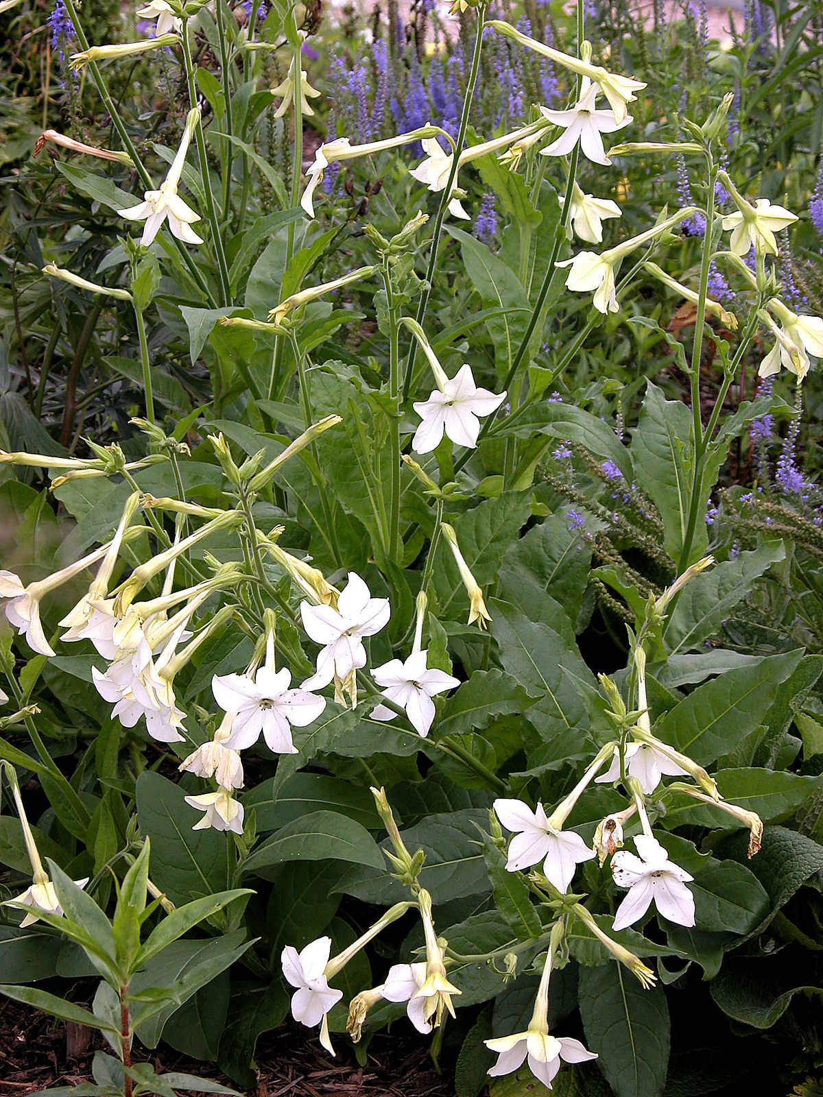 Jasmine tobacco - Plantsnap - アプリで植物・樹木・キノコを識別