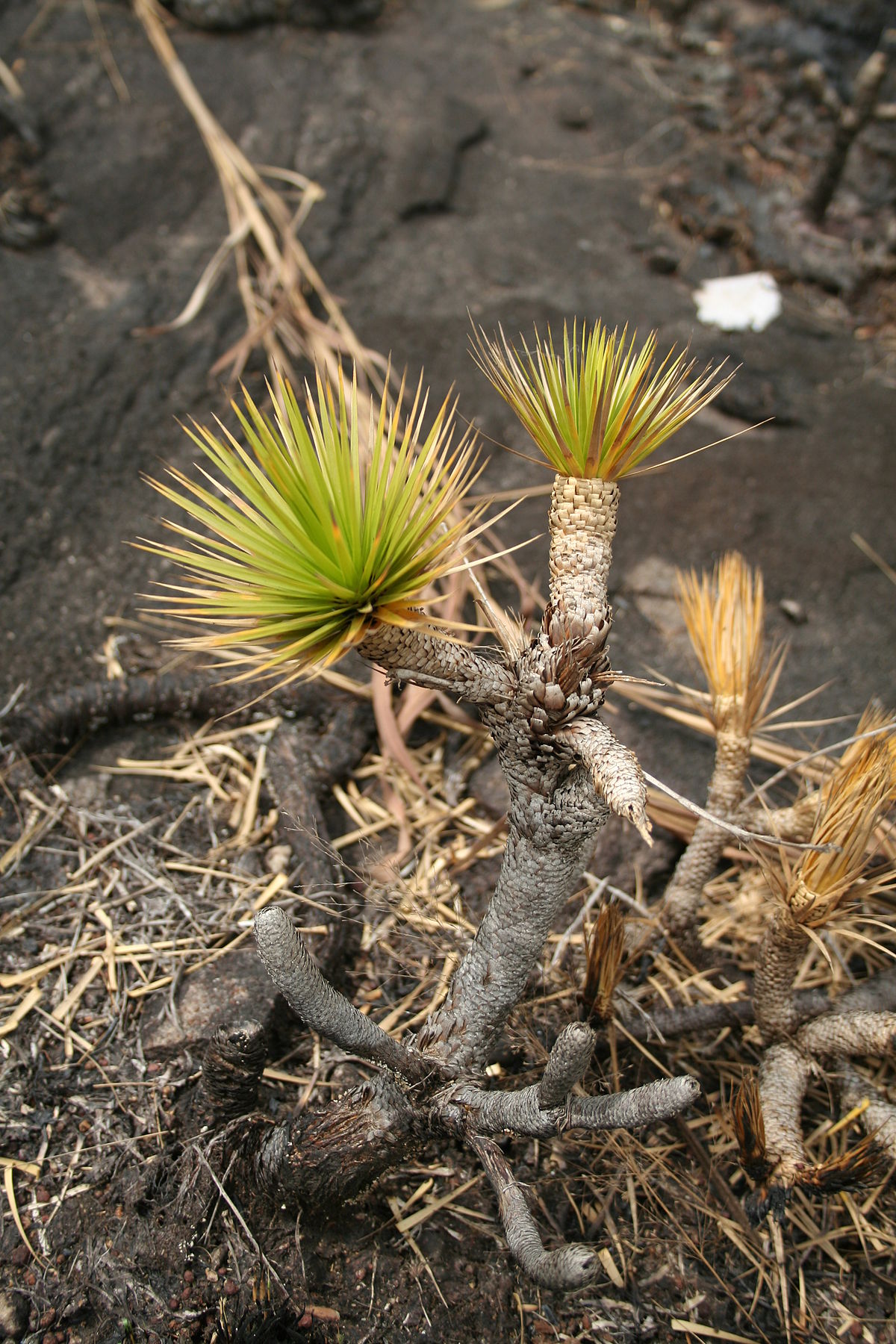 Queue Dragon How to care for Dwarf dragon tree - Complete Plant Care Guide ...