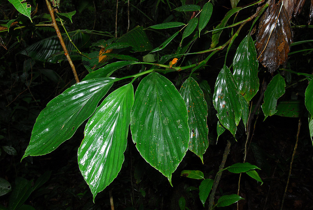 Plantsnap Identify Plants, Trees, Mushrooms With An App