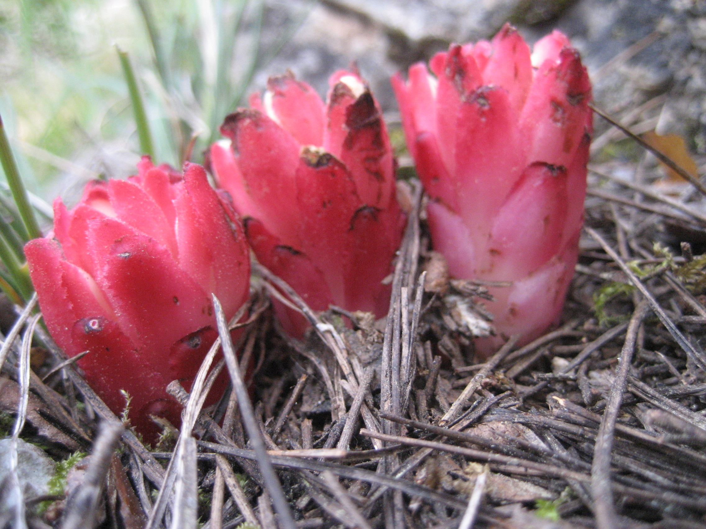 Cape cytinus