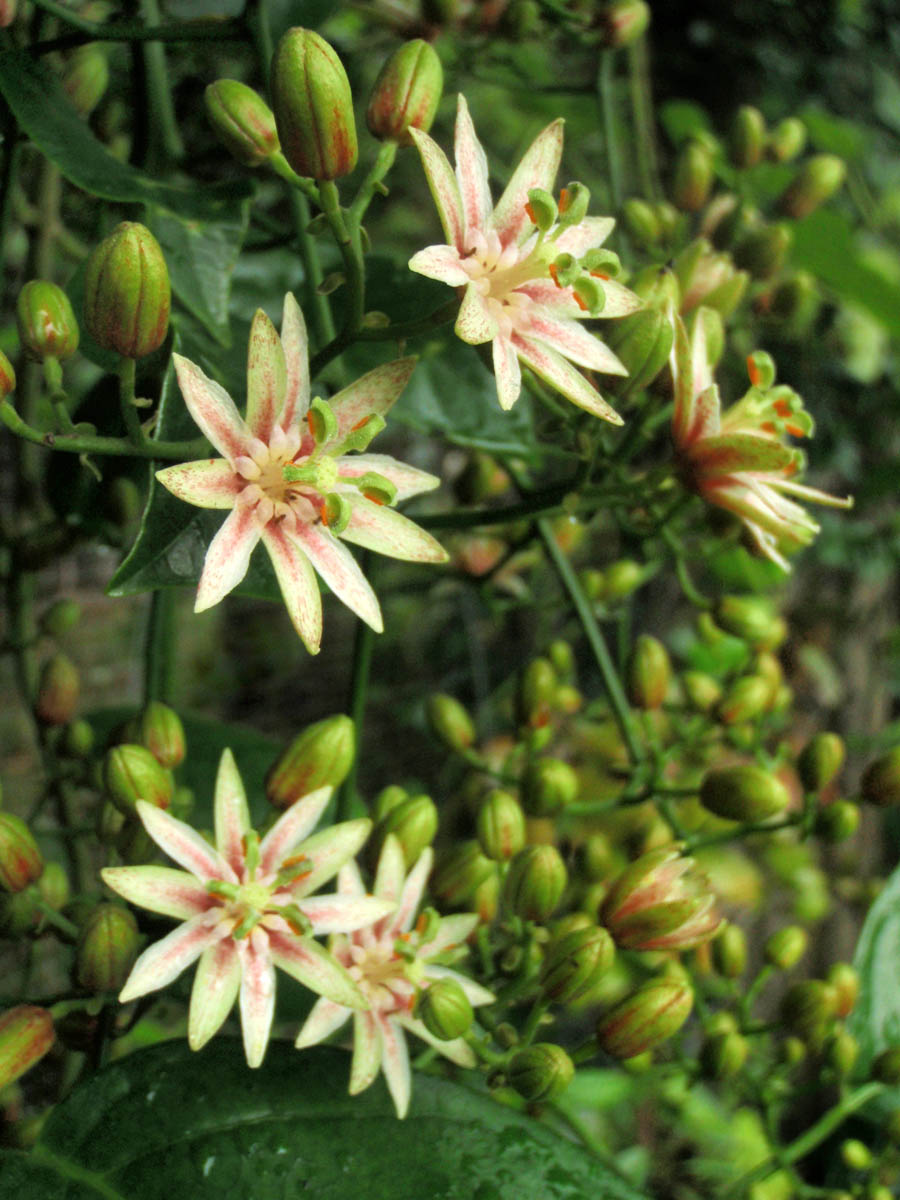 Luzon illigera