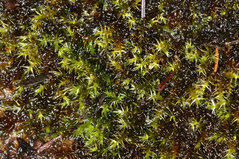 Common feather moss