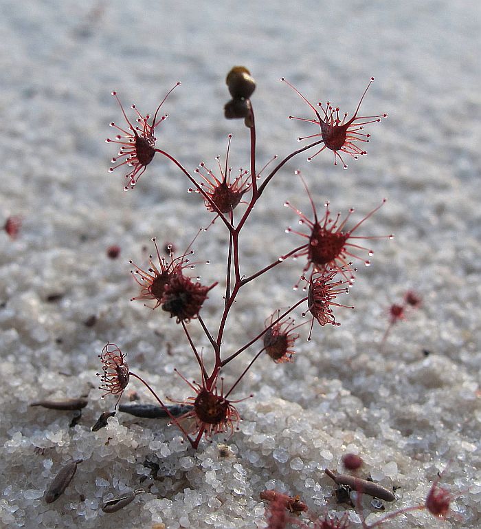 Salt-loving sundew