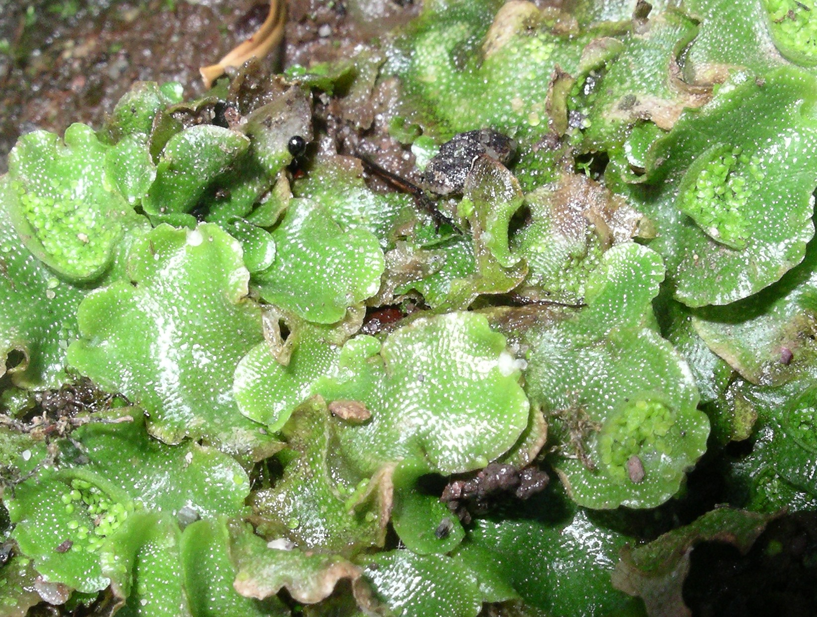Cruciate liverwort