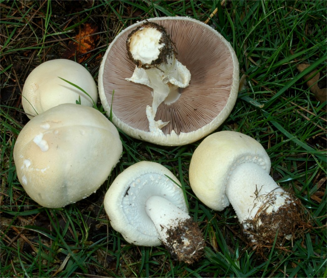 Horse mushroom