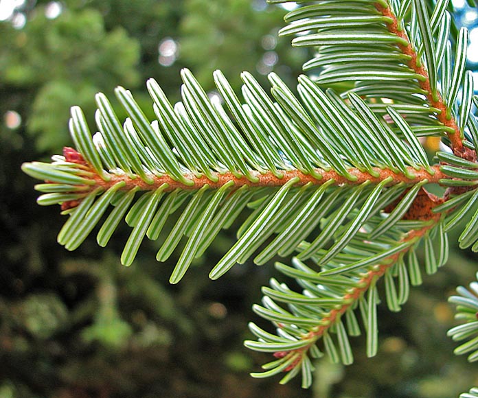 European silver fir
