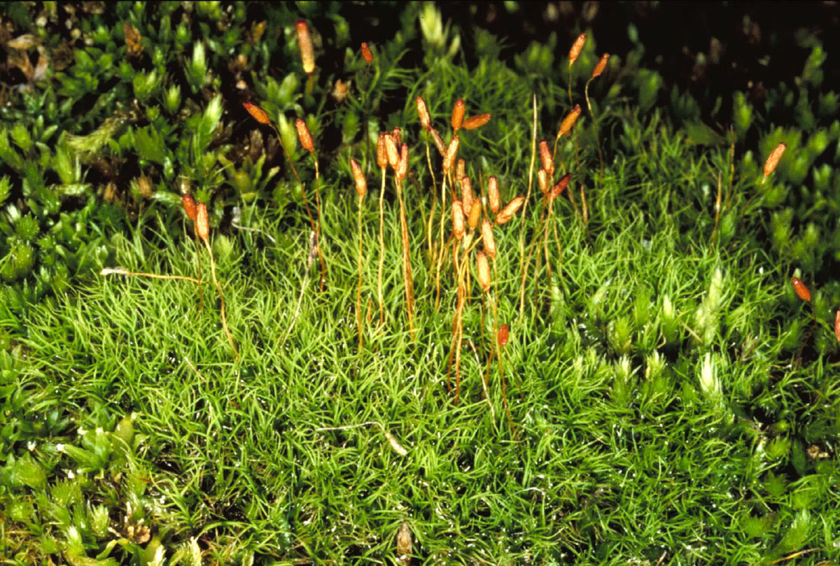 Branched moss