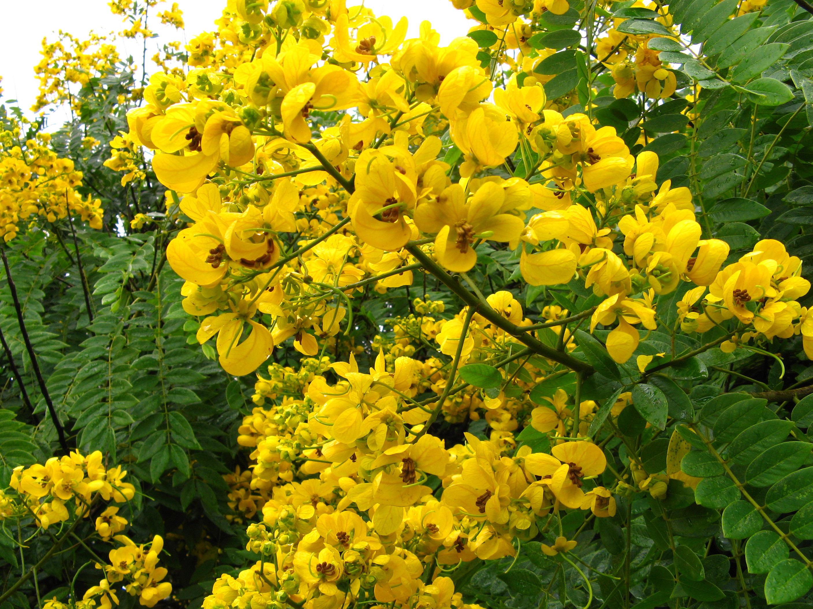 How to care for Scrambled egg tree - Complete Plant Care Guide | PlantSnap  - Plantsnap - Identify Plants, Trees, Mushrooms With An App