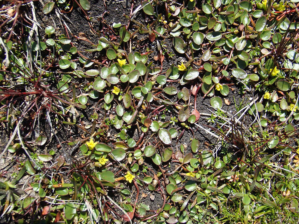 Marshwort