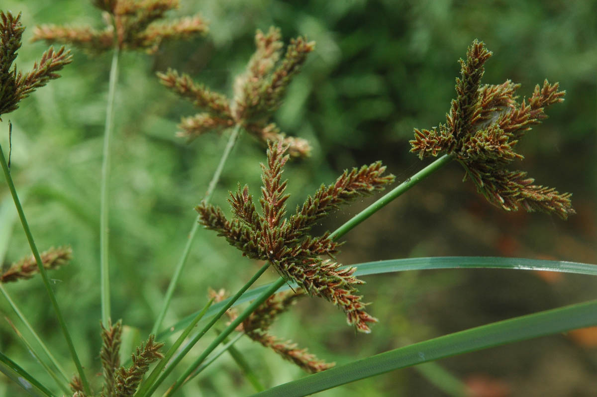Imbricate flatsedge