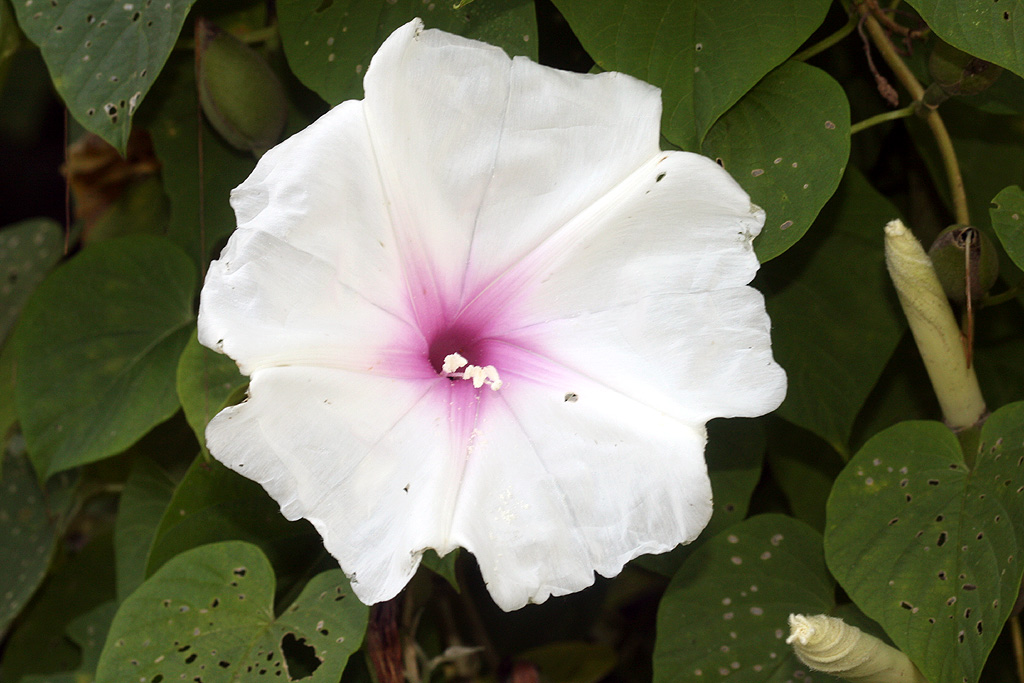 How to care for Saint-ronan morning glory - Complete Plant Care Guide ...