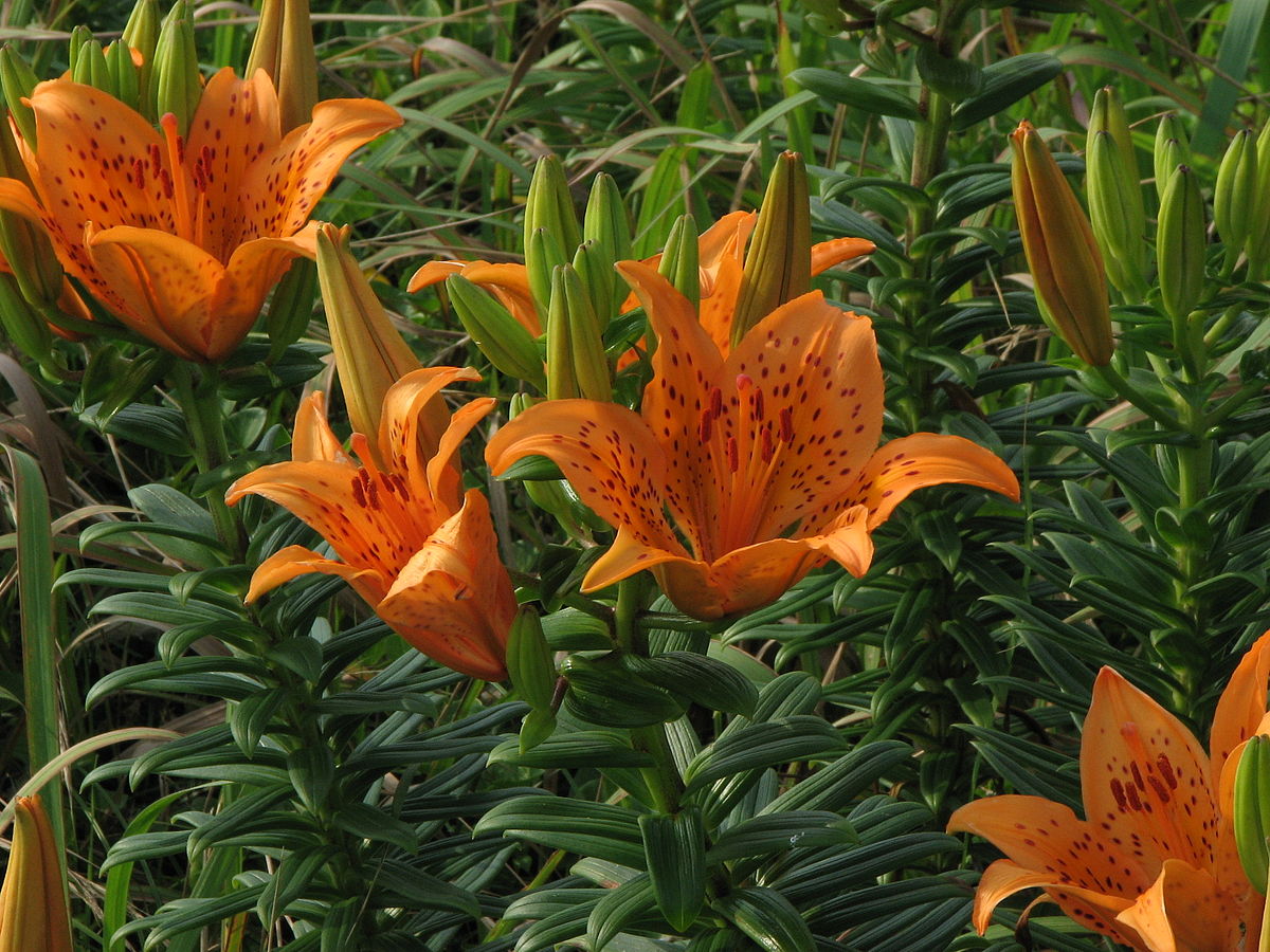 Orange lily