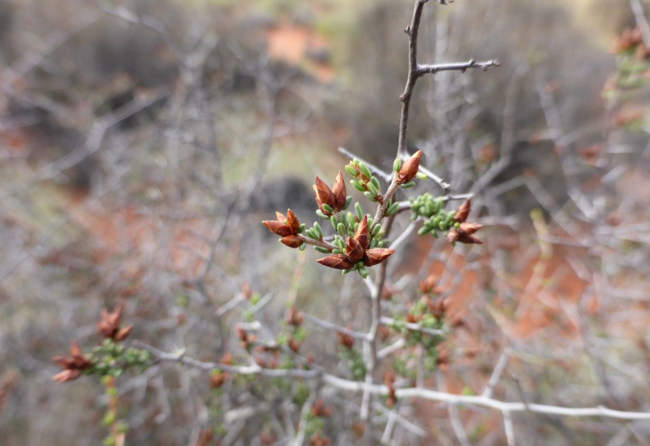 Dryland cryptandra