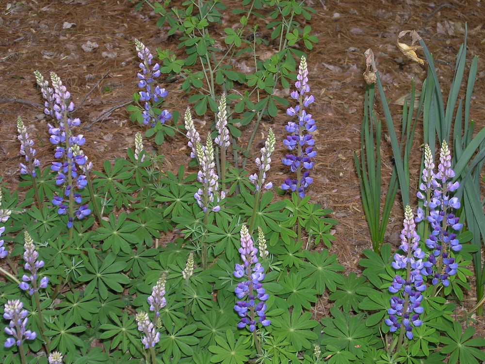 Wild lupine