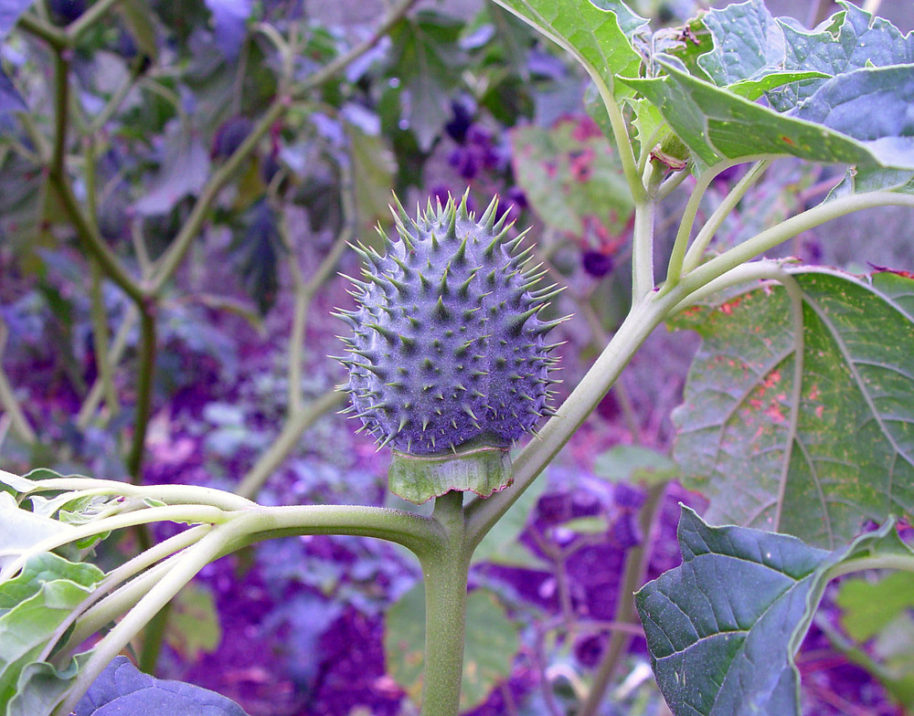 How to care for Jimsonweed - Complete Plant Care Guide | PlantSnap -  Plantsnap - Identify Plants, Trees, Mushrooms With An App