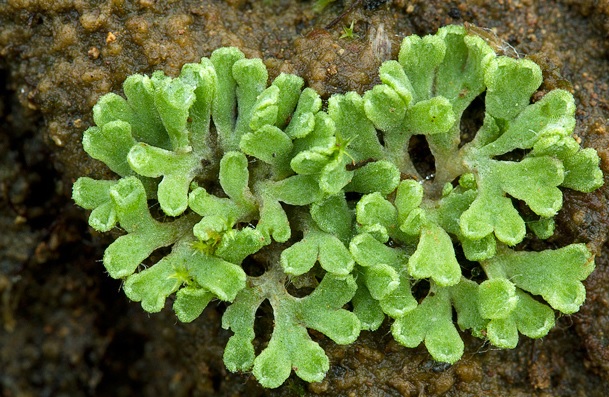 Beyrich's riccia